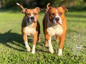 Kilmingi Amstaff suniukai - nuotraukos Nr. 5