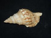 Parduodu Juros Kriaukles - nuotraukos Nr. 13