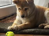 Shiba - nuotraukos Nr. 6