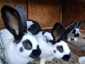 Vokiečių drugeliai ir misrunai - nuotraukos Nr. 11