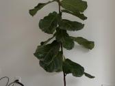 Ficus Lyrata 145 cm - nuotraukos Nr. 2
