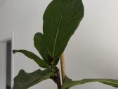 Ficus Lyrata 145 cm - nuotraukos Nr. 3