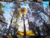 Paveikslas ant drobės „pienės“ (90x60 cm) – Ribota - nuotraukos Nr. 2