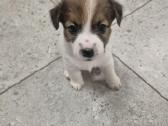 Džeko Raselo terjerai su kilmės dokumentais - nuotraukos Nr. 4