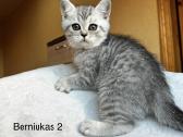 Škotų stačiaausiai - nuotraukos Nr. 2