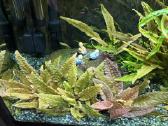 Pilnai įrengtas Oase 75l akvariumo komplektas - nuotraukos Nr. 3