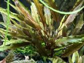 Pilnai įrengtas Oase 75l akvariumo komplektas - nuotraukos Nr. 4