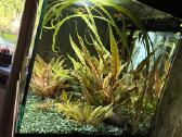 Pilnai įrengtas Oase 75l akvariumo komplektas - nuotraukos Nr. 6