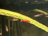 Pilnai įrengtas Oase 75l akvariumo komplektas - nuotraukos Nr. 9