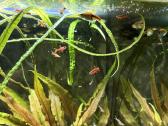 Pilnai įrengtas Oase 75l akvariumo komplektas - nuotraukos Nr. 11