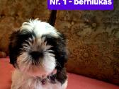 Parduodami Ši cu tipo šuniukai - nuotraukos Nr. 2
