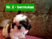 Parduodami Ši cu tipo šuniukai - nuotraukos Nr. 4