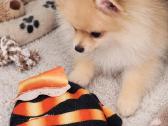 Vokiečiu nykštukiniai špicai pomeranian - nuotraukos Nr. 3