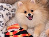 Vokiečiu nykštukiniai špicai pomeranian - nuotraukos Nr. 2
