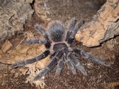 Parduodu tarantula - nuotraukos Nr. 2