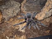 Parduodu tarantula - nuotraukos Nr. 3