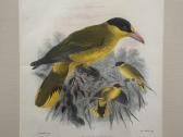 Keulemans paukščių litografijos su rėmu - nuotraukos Nr. 4