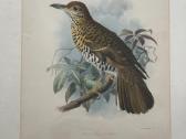 Keulemans paukščių litografijos su rėmu - nuotraukos Nr. 5