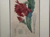 Keulemans paukščių litografijos su rėmu - nuotraukos Nr. 8