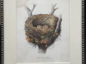 Keulemans paukščių litografijos su rėmu - nuotraukos Nr. 9