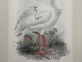 Keulemans paukščių litografijos su rėmu - nuotraukos Nr. 11
