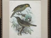 Keulemans paukščių litografijos su rėmu - nuotraukos Nr. 12
