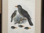 Keulemans paukščių litografijos su rėmu - nuotraukos Nr. 13