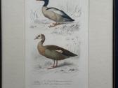 Keulemans paukščių litografijos su rėmu - nuotraukos Nr. 14
