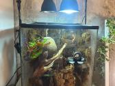 Crested gecko + pilnas terariumo komplektas - nuotraukos Nr. 2