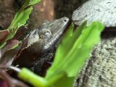 Crested gecko + pilnas terariumo komplektas - nuotraukos Nr. 7