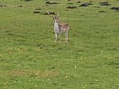 Parduodu danielius - nuotraukos Nr. 4