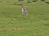 Parduodu danielius - nuotraukos Nr. 5