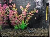35 l akvariumas - nuotraukos Nr. 2