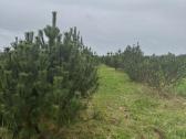 Kalninė pušis Pinus mugo – 2 m+, kaina 250eur - nuotraukos Nr. 3