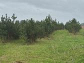 Kalninė pušis Pinus mugo – 2 m+, kaina 250eur - nuotraukos Nr. 4