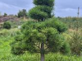 Juodoji pušis formuota bonsai niwaki kaina nuo 250 - nuotraukos Nr. 2