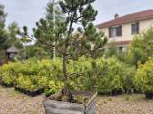 Juodoji pušis formuota bonsai niwaki kaina nuo 250 - nuotraukos Nr. 3