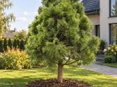Juodoji pušis formuota bonsai niwaki kaina nuo 250 - nuotraukos Nr. 4