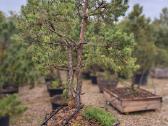 Formuota paprastoji pušis Pinus sylvestris – 2–4 m - nuotraukos Nr. 2