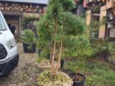 Formuota paprastoji pušis Pinus sylvestris – 2–4 m - nuotraukos Nr. 3