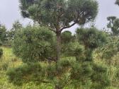 Formuota paprastoji pušis Pinus sylvestris – 2–4 m - nuotraukos Nr. 5