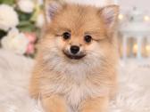 Vokiėčiu nykštukinis špicas pomeranas - nuotraukos Nr. 4