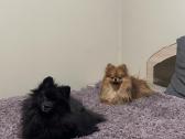 Pomeranijos Špiciukai - nuotraukos Nr. 4