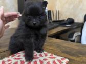 Pomeranijos Špiciukai - nuotraukos Nr. 2