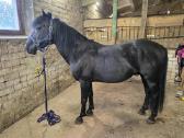 Parduodamas apsedetas 9m 133cm kastratas zemaitis - nuotraukos Nr. 2