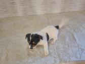 Jack russel mix/2mėn. - nuotraukos Nr. 2
