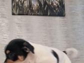 Jack russel mix/2mėn. - nuotraukos Nr. 3