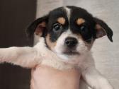 Jack russel mix/2mėn. - nuotraukos Nr. 4