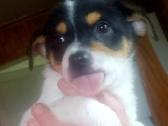 Jack russel mix/2mėn. - nuotraukos Nr. 6