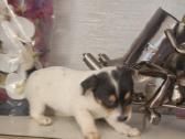 Jack russel mix/2mėn. - nuotraukos Nr. 7